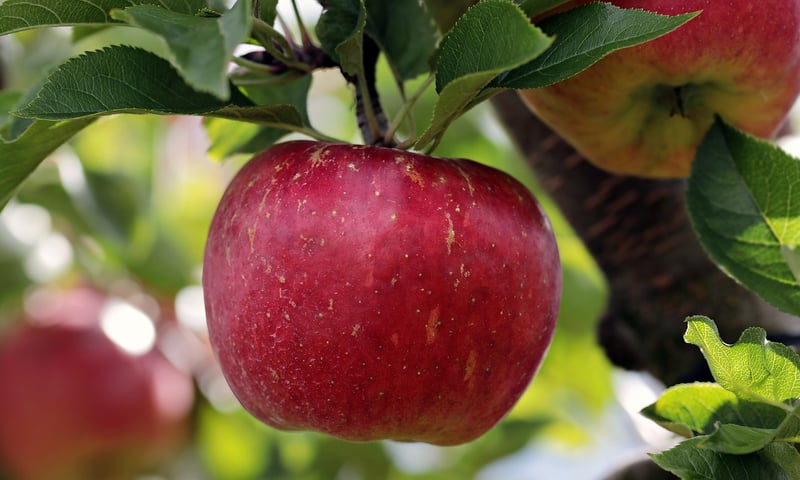Healthy Apple